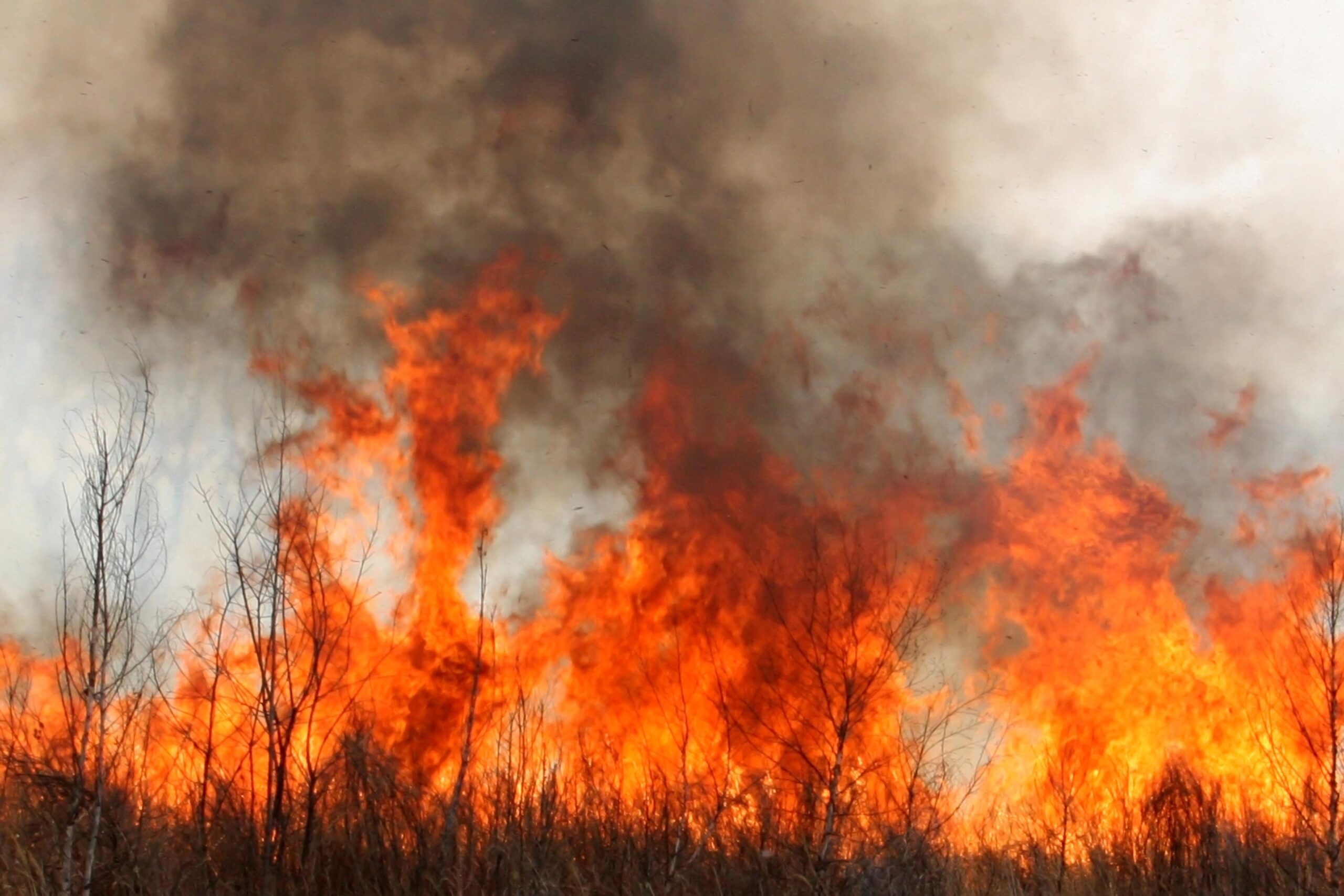 Los incendios forestales y su costo ambiental